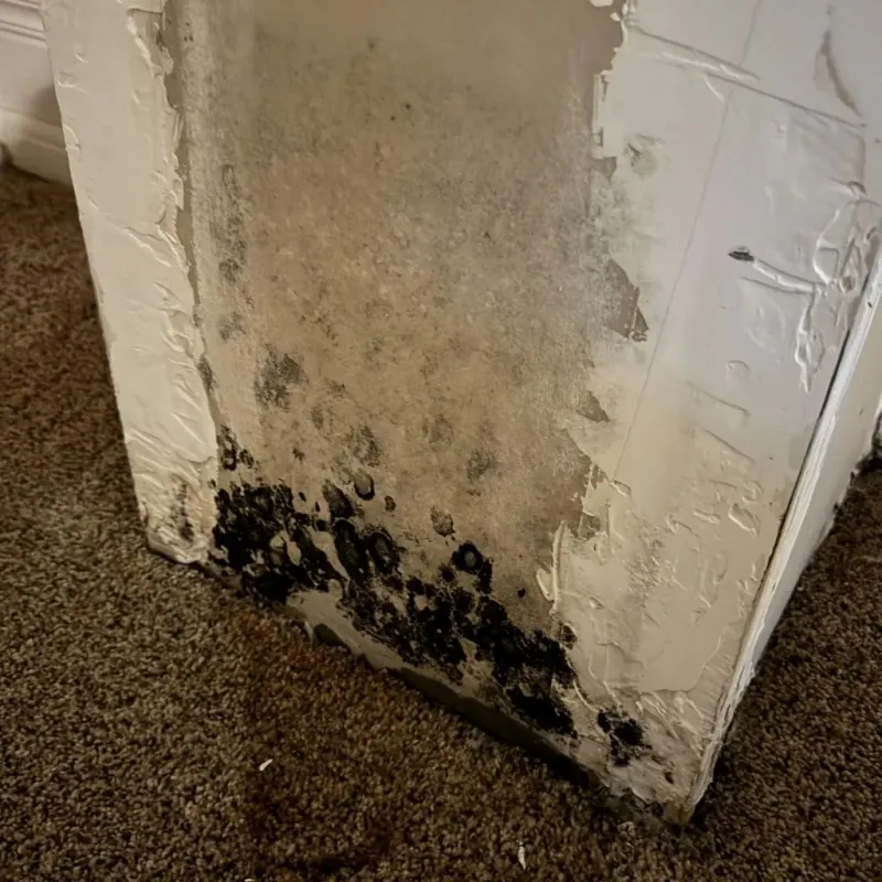 Professional Mold Removal in Davenport, IA